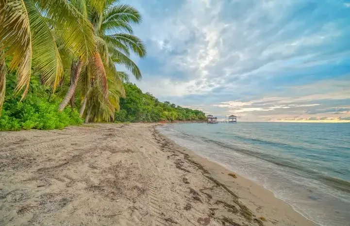 Roatan beach with palm trees at sunset