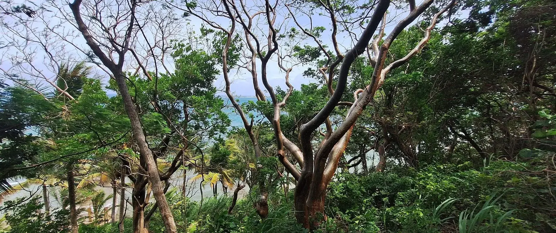 Native trees with a glimpse of the sea on the property