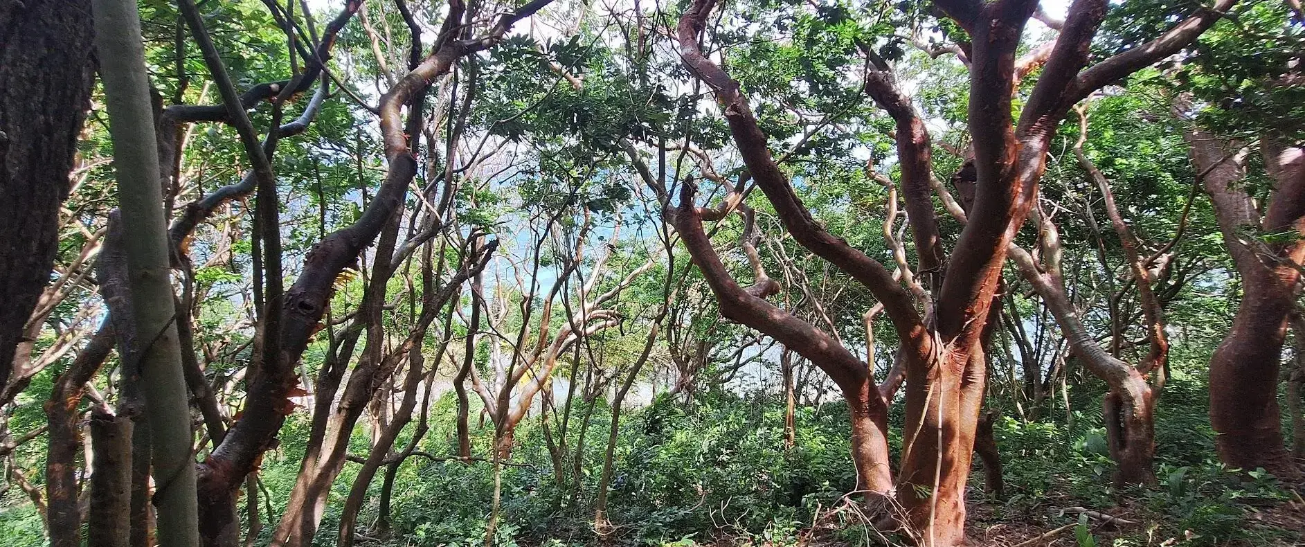 Twisted native trees inside the hillside land