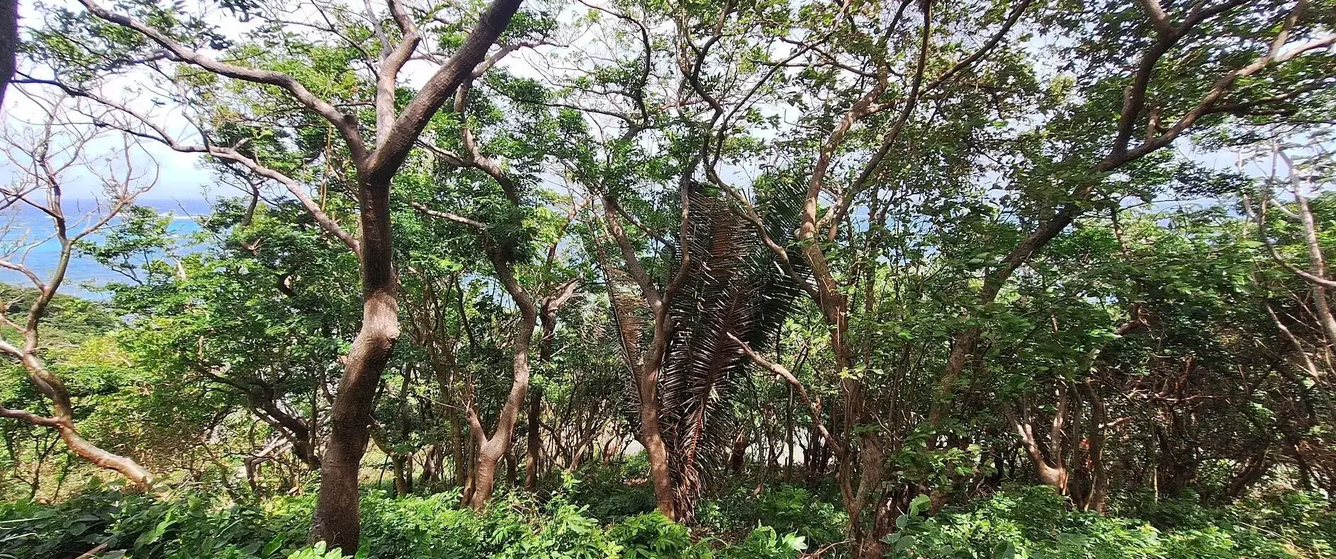 Open forest with light and green undergrowth